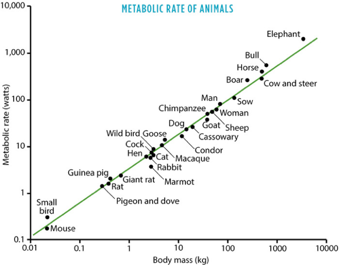 Metabolic rate as a function of body mass (plotted logarithmically)